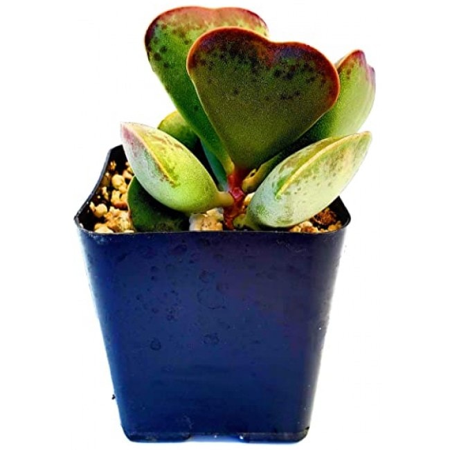 Fat Plants San Diego Living Indoor Succulents and Cactus Rooted in Plastic Planters with Soil (2.5 Inch, Adromischus maculatus "Calico Hearts")