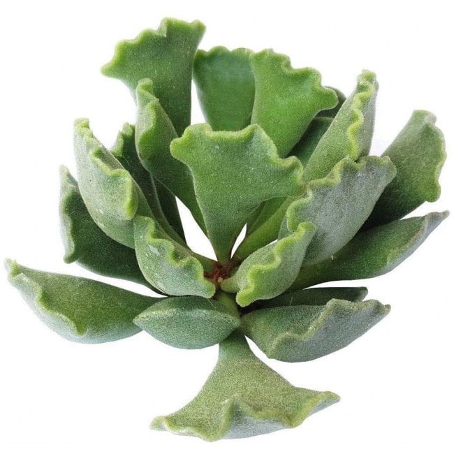 Key Lime Pie Adromischus 4 inch