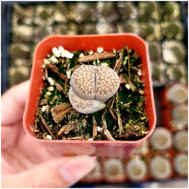 Lithops 'Living Stones'