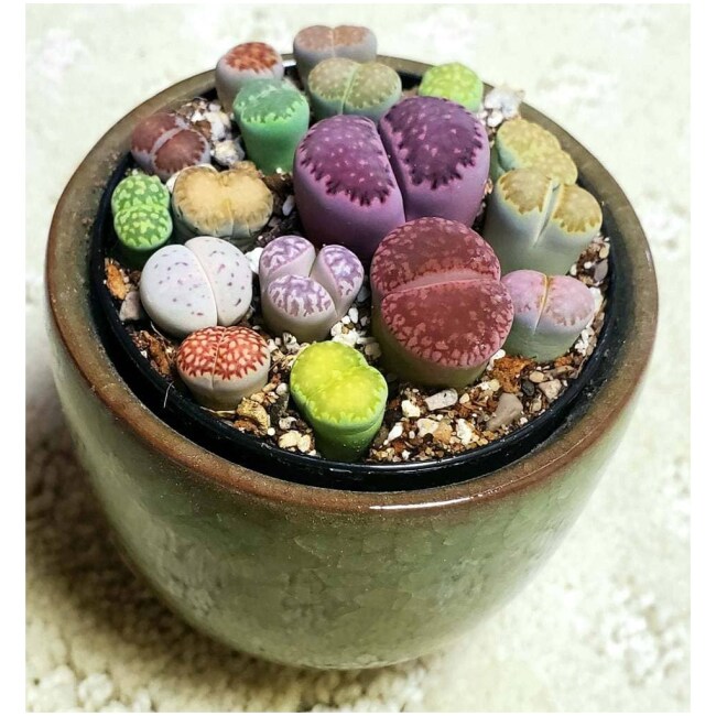 Lithops PICK YOUR POT live plant small-med size ~5-20 lithops ea.