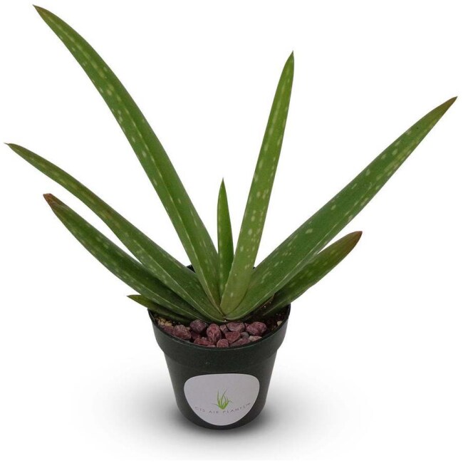 Live Aloe Vera Succulent Aloe Barbadensis 5"-6"+ Aloe