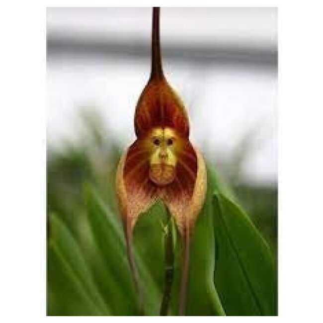 Monkey Orchid Seeds - 5 Seeds