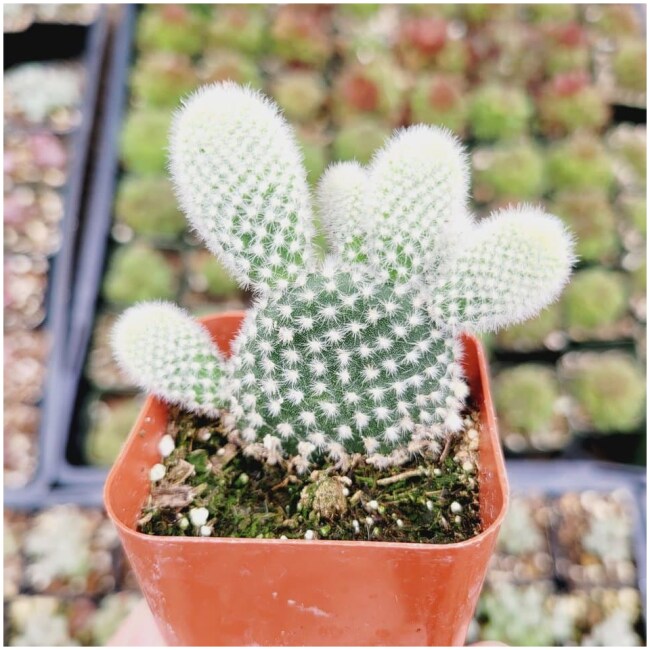 Opuntia microdasys var. albospina 'White Bunny Ears'