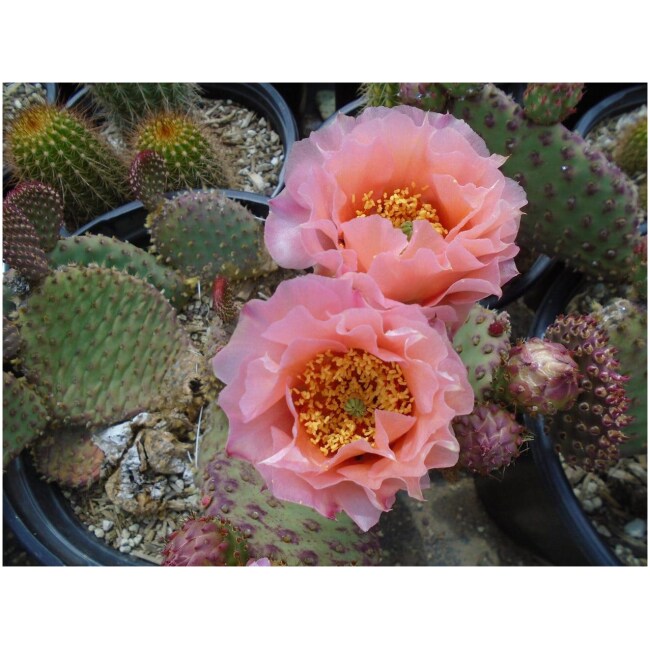 Opuntia "ORANGE CHIFFON"- Cold Hardy - One Pad