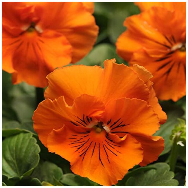 Outsidepride Pansy Frizzle Sizzle Orange - 100 Seeds