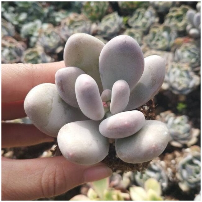 Pachyphytum oviferum - Pink Moonstone