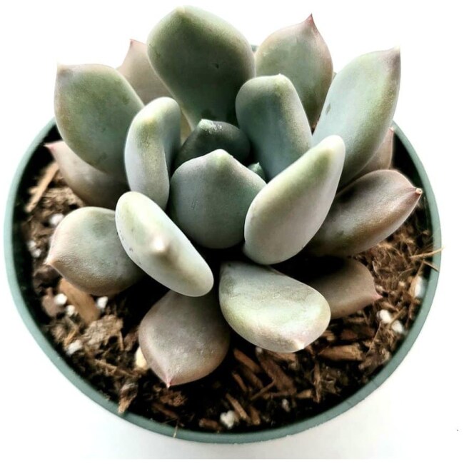 Pachyveria 'Draco'