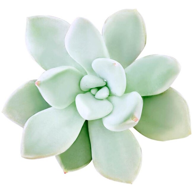 Pachyveria Haagei Succulent