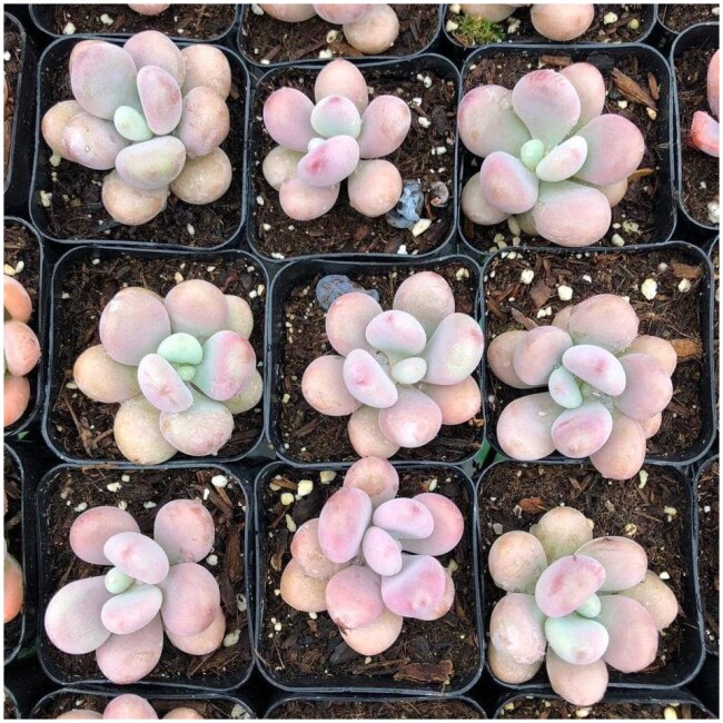 Pink Moonstone / Graptopetalum Amethystinum