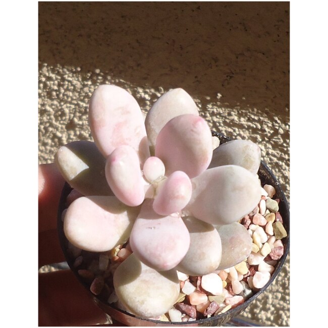 Pink Moonstone Succulents Pachyveria Oviferum Roseum 2" Pot