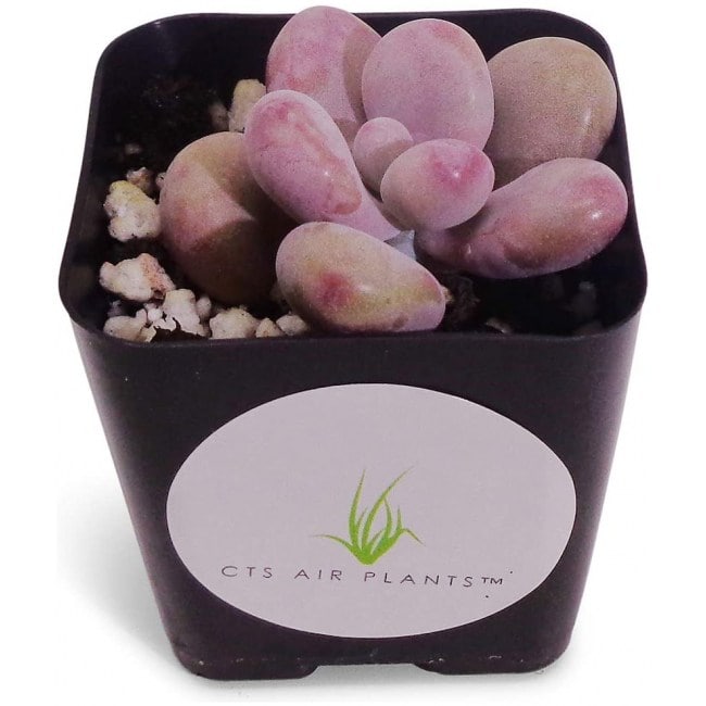 Pink Moonstone Succulents Pachyveria Oviferum Roseum in 2" Pot