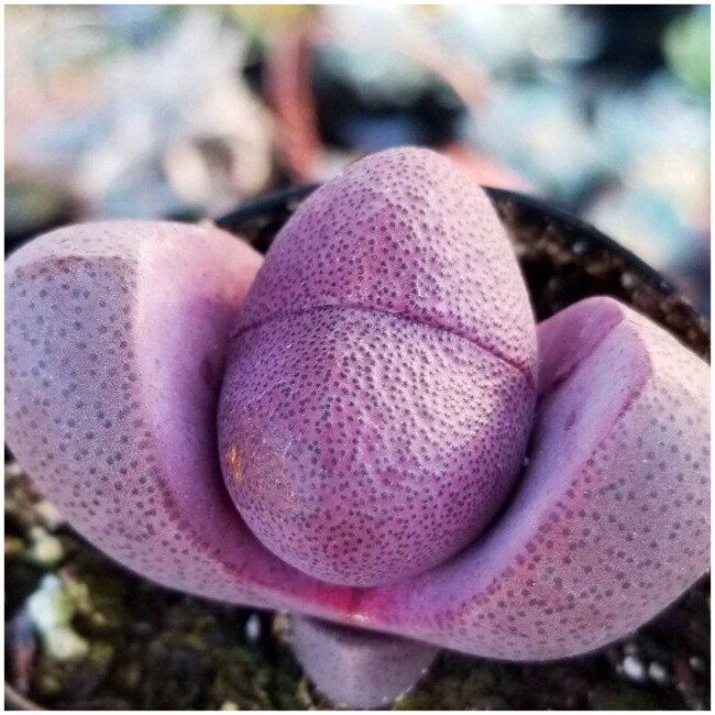 Pleoispilos Nelii Royal Flush | Purple Lithop | Mimicry plant