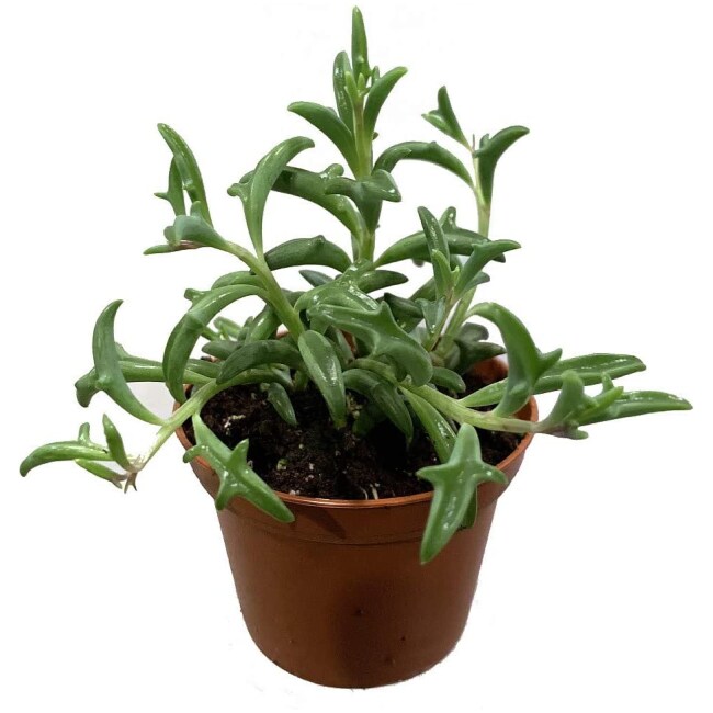 RARE - String of Dolphins Succulent - Senecio peregrinus -Easy to Grow- 2.5" Pot