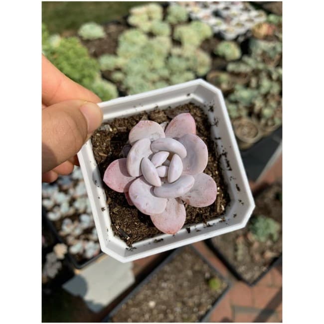 Rare Succulent-Echeveria Lauii mini pup