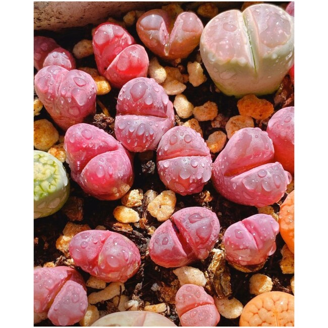 Rare Succulent: Lithops Rubra