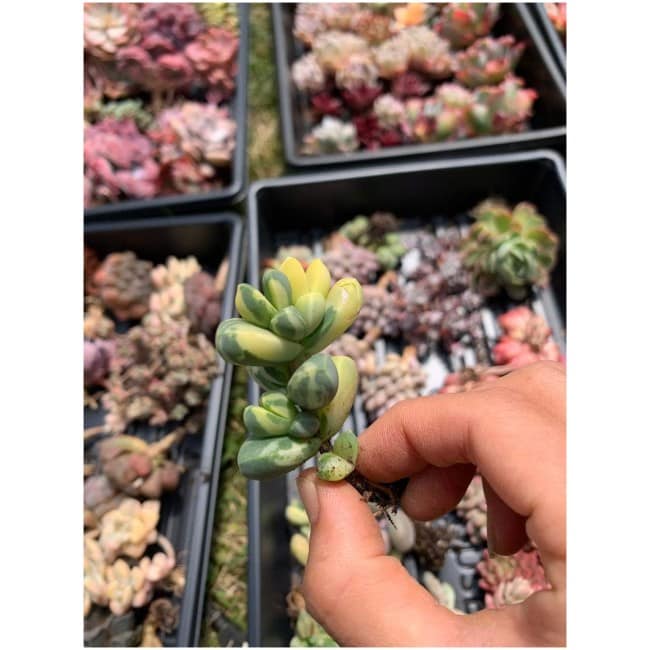 Rare Succulent - Variegated Astridia velutina