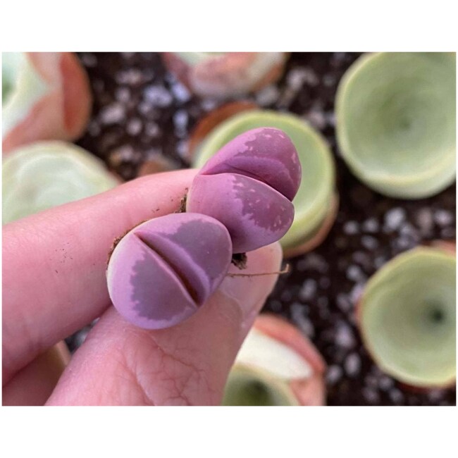 Rare Succulents - Lithops optica Rubra