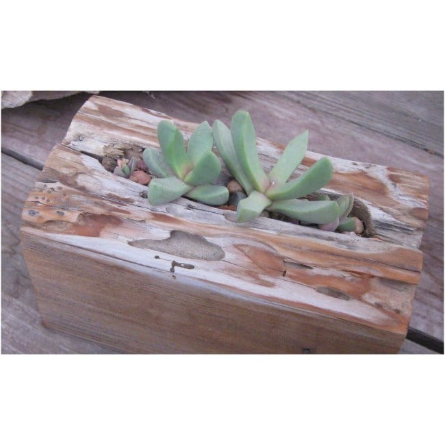 Redwood Planter with Bijlia Cana Plants