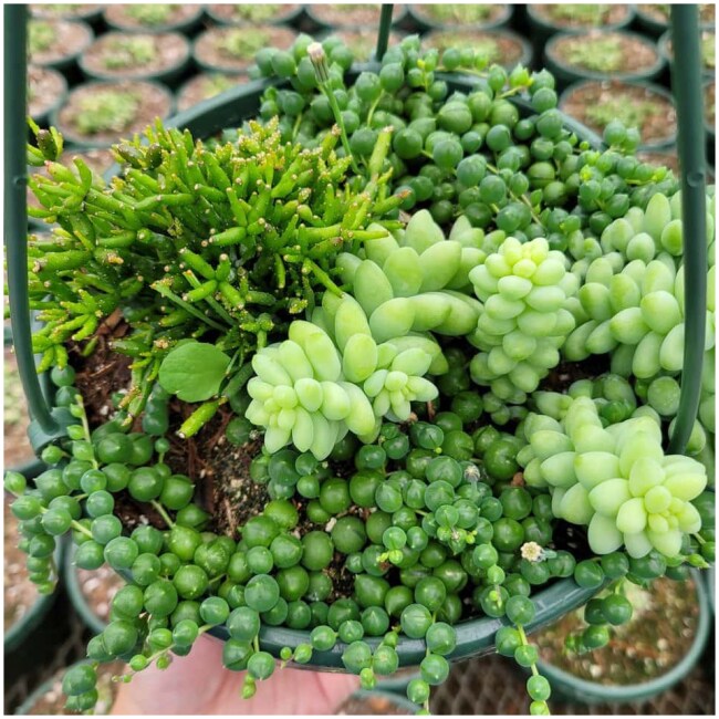 Rhipsalis Hatiora Salicornioides, String of Pearls, Donkey Tail