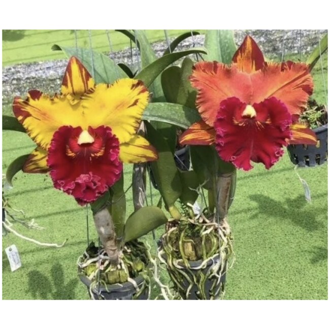 Rlc Hey Song ‘Amazing Thailand’ 4.5” COMPOT 10+ Seedlings