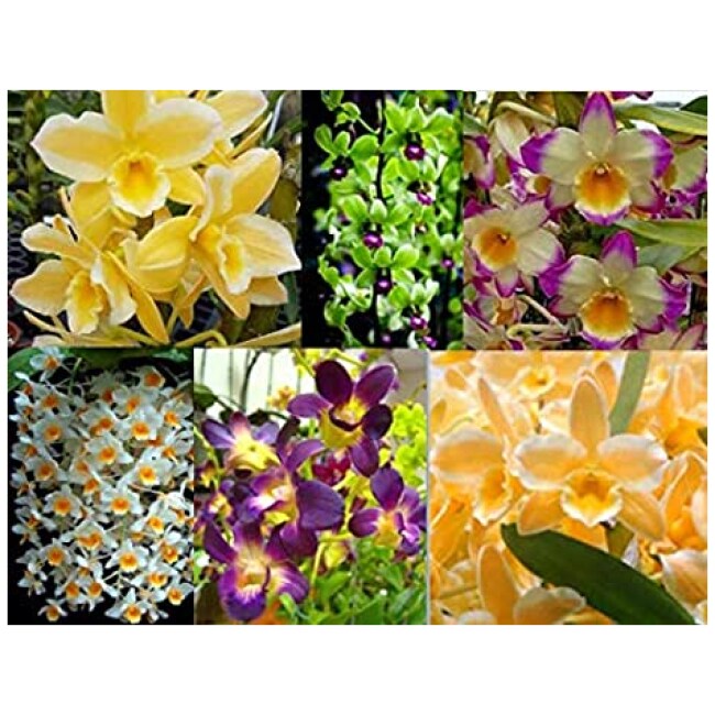 3 Different Premium Orchids + Perfect Orchid Pots (3 Dendrobiums)