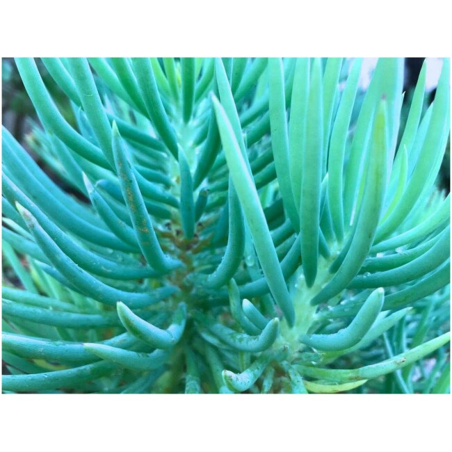 Senecio Vitalis Blue Mermaid Tail Serpents Chalk Fingers Sticks Succulent Plant 6" Beefy Cutting