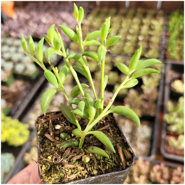 String of Bananas Senecio radicans