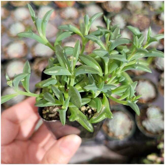 String of Dolphins Senecio peregrinus