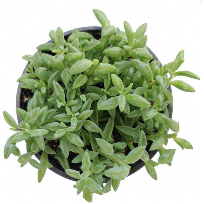 String of Dolphins Senecio Peregrinus Succulent