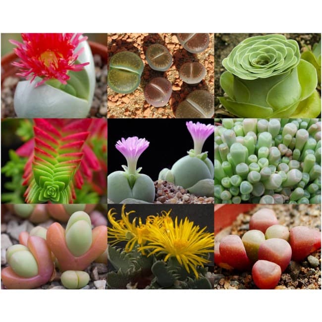 Succulent species mix 50 seeds lithops gibbaeum argyroderma crassula carpobrotus sinningia faucaria cheiridopsis fenestraria