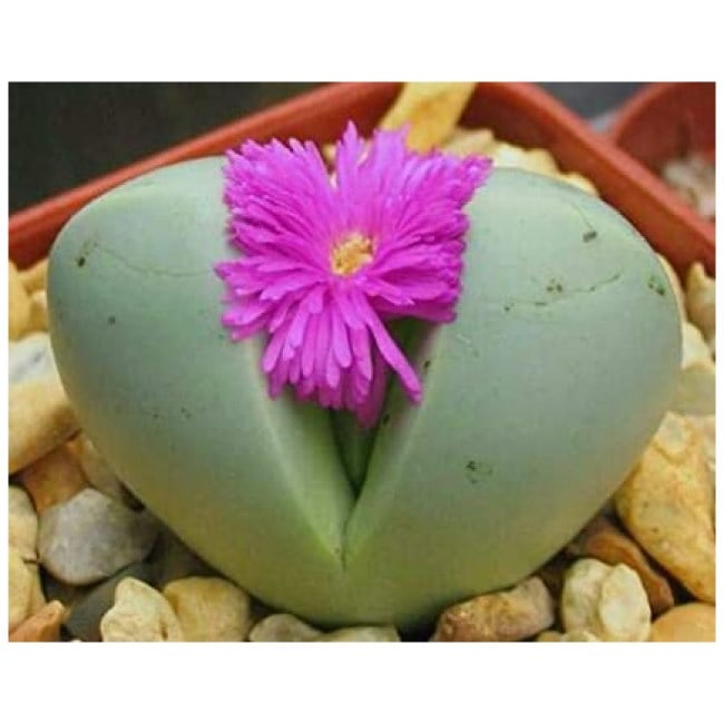 Toyensnow - Argyroderma Testiculare Rare mesemb mesembs Rock Living Stones (20 Seeds)