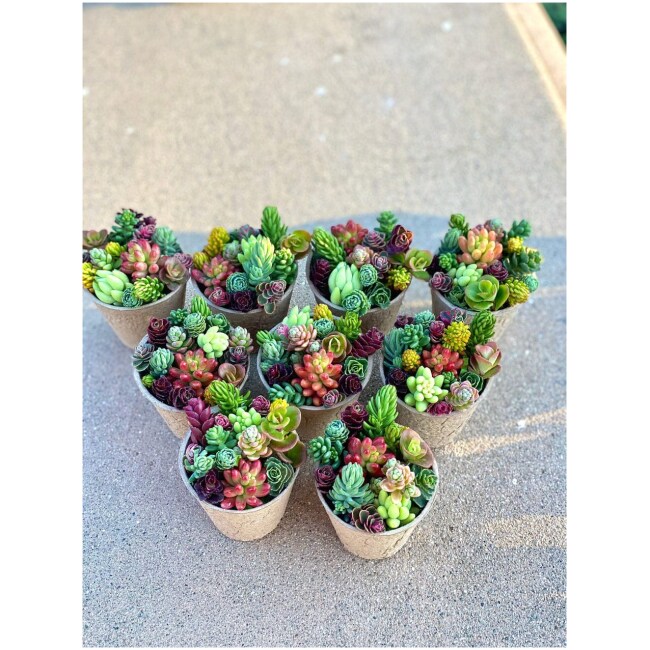 10 Sedum Cutting Mix - Different Varieties - Little Missy, Coral Reef, Tricolor, Pachyclados, Brevifolium