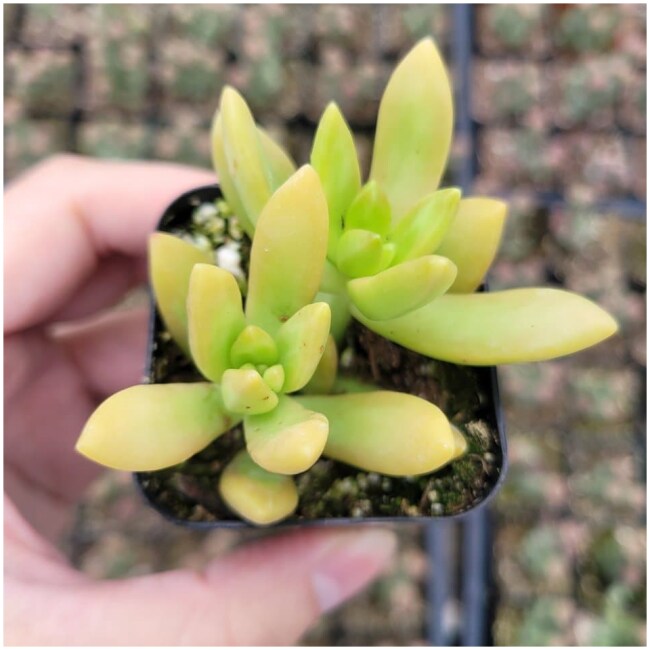 Sedum adolphii