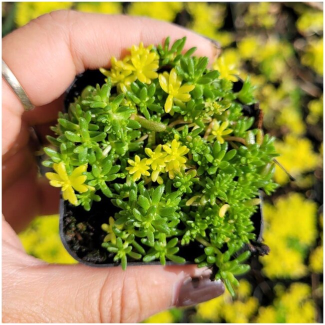 Sedum Mix