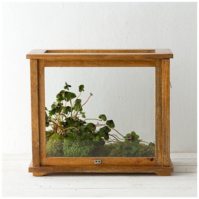 Specimen Case Terrarium