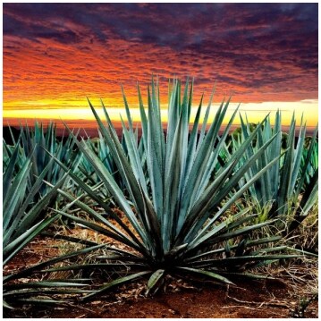 Agave