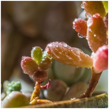 Adromischus