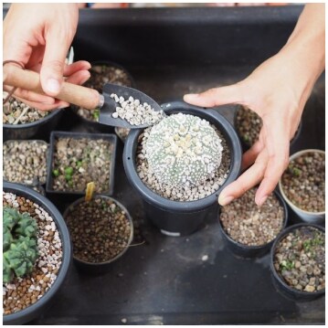 Cacti & Succulent Soil