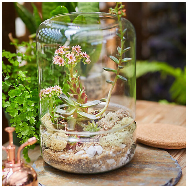 DIY Terrarium Kit