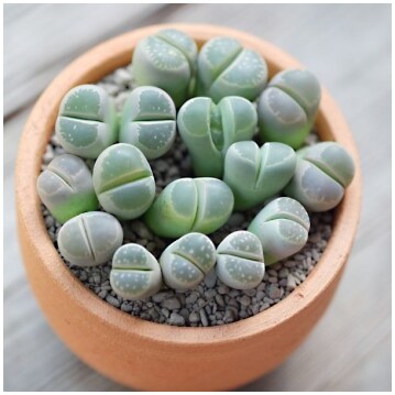 Lithops