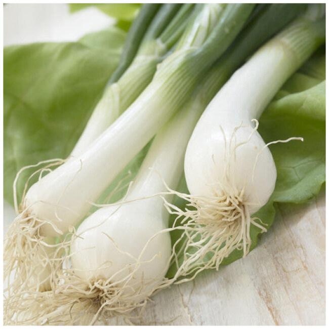 Onion - Lisbo, White (Bunching) Seeds