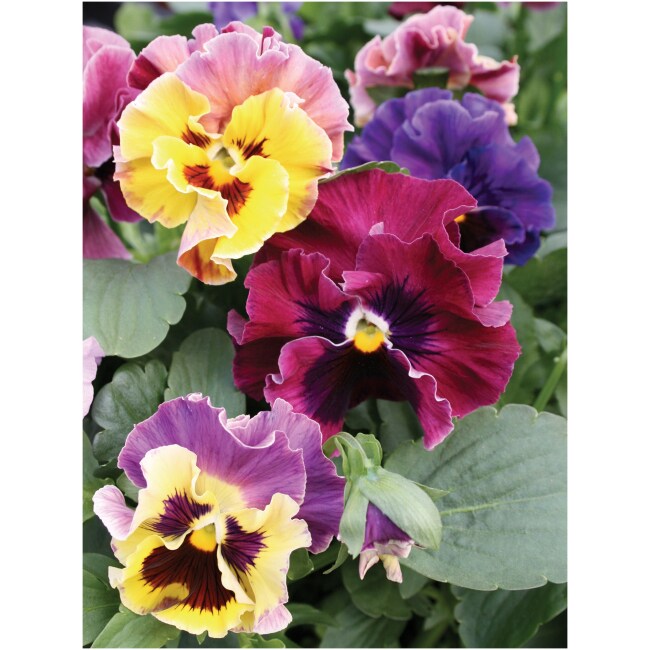 Pansy, Moulin Rouge Seeds