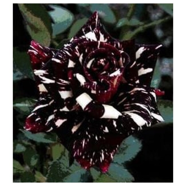 25+ Rare Seeds | Black Dragon Rose Seeds