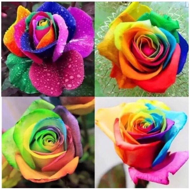 30 Rare Fresh Seeds| Rainbow Rose Flower Seeds