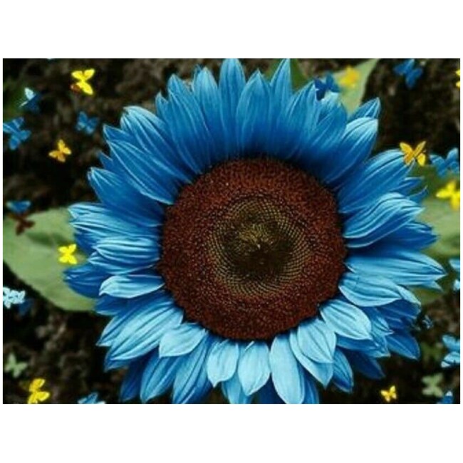 50+ Seeds Blue Sunflowers Huge Planting Sunflower Garden Large Flowers Floral