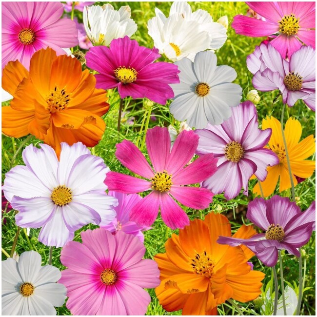 Bulk Package of 7,000 Seeds, Crazy Mix Cosmos (Cosmos bipinnatus) Non-GMO Seeds by Seed Needs