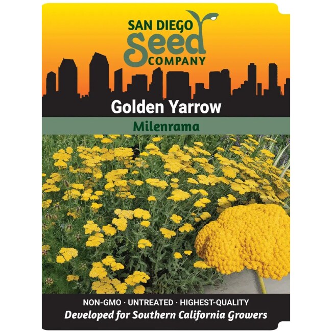 Golden Yarrow Seeds