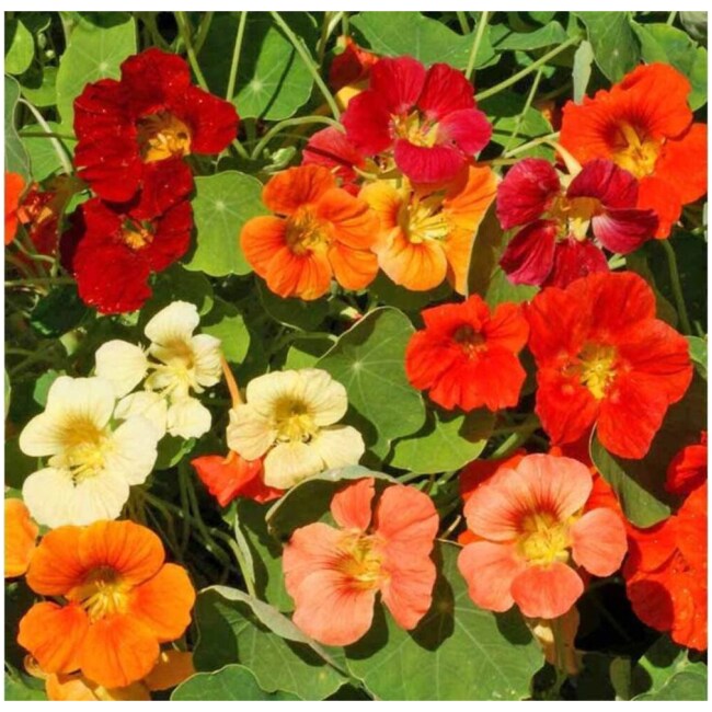 Nasturtium Flower Mix Seeds