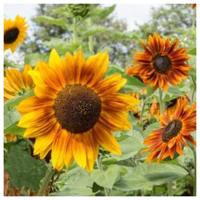 Autumn Beauty Blend Sunflower Seeds