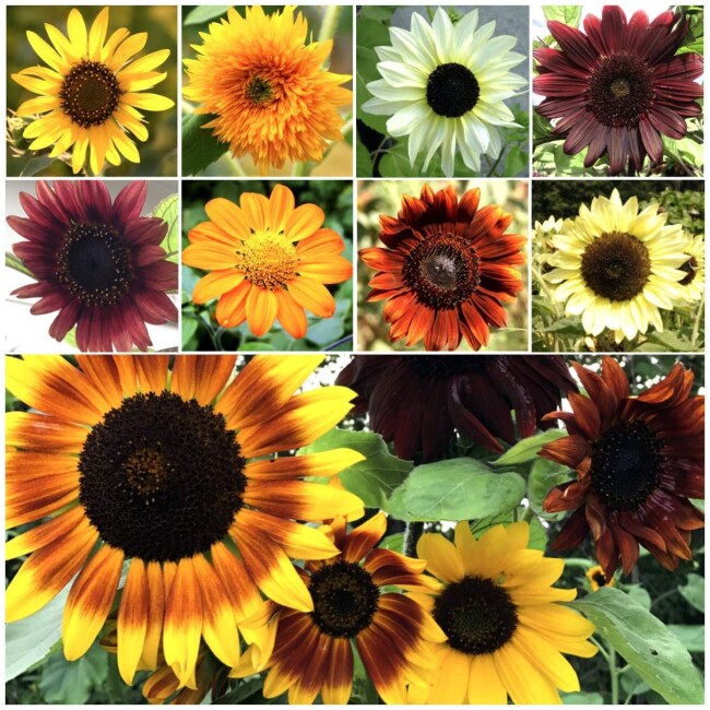 Bulk Package of Sunflower Seeds for Planting - Sunflower Crazy Mixture 15+ Varieties (Helianthus annuus) Non-GMO